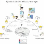 Trastornos del sueño y memoria Una visión optimizada