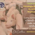 Ventajas y consideraciones al comprar cerdos vivos