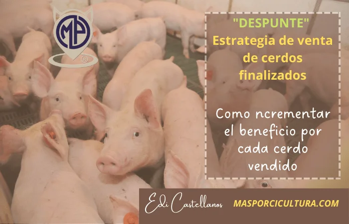 Ventajas y consideraciones al comprar cerdos vivos