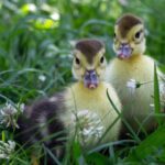 Alimentación de patitos Qué comen los patos bebés