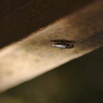 Cucaracha en el Techo Plaga Inesperada