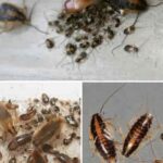 Cucaracha recién nacida Todo lo que debes saber