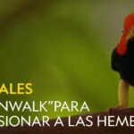 Descubriendo el misterio de la papada en los pájaros