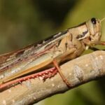 El significado de tener un saltamontes marrón