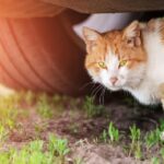 El significado espiritual de atropellar un gato