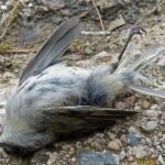 El simbolismo de encontrar un pájaro muerto