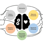 Emociones básicas y comportamiento humano conexión y perspectiva