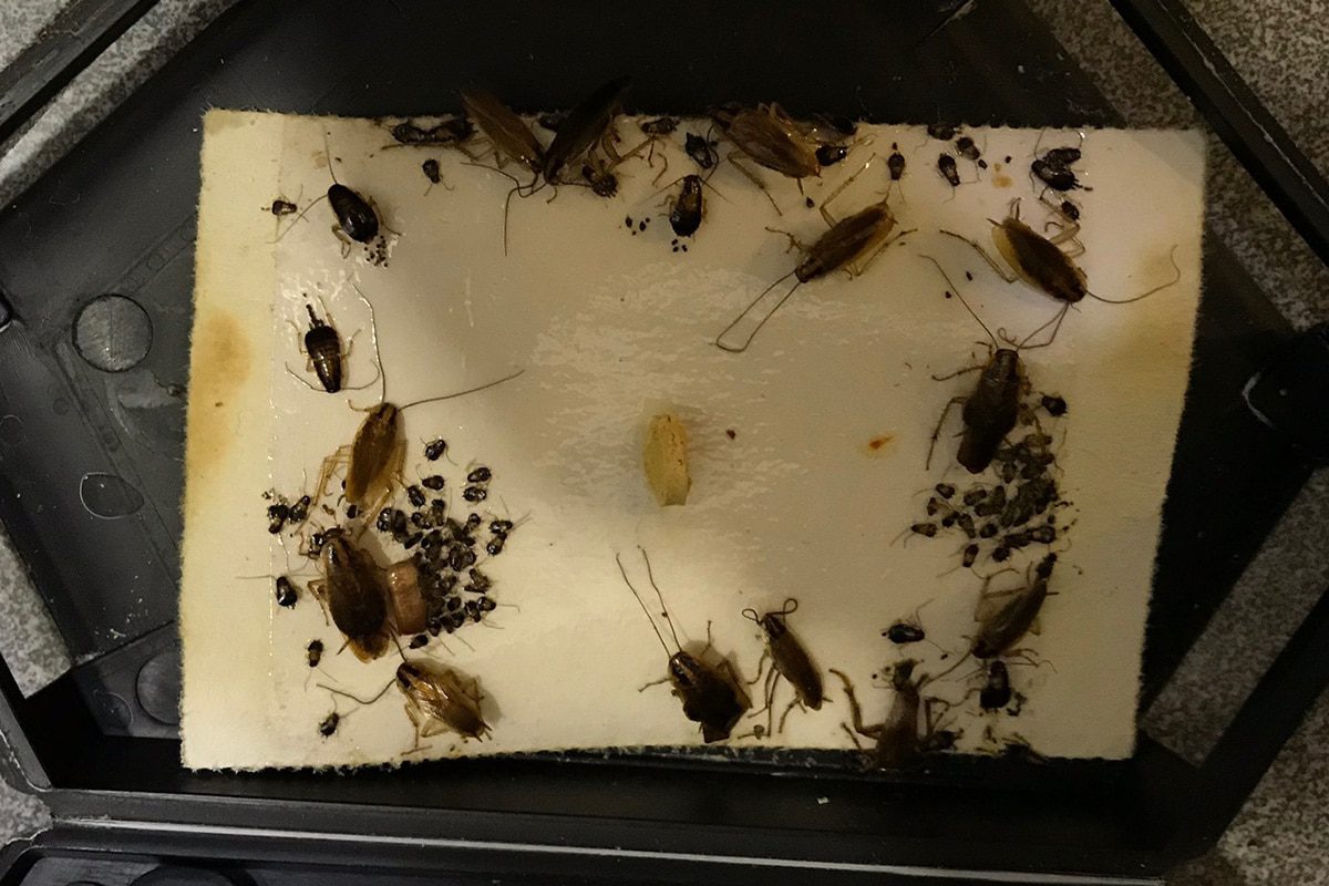 Encuentro con una Cucaracha en Casa