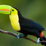 Explorando el pájaro de pico naranja de forma fascinante