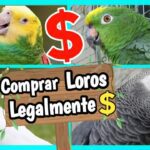Guía para comprar un loro que habla