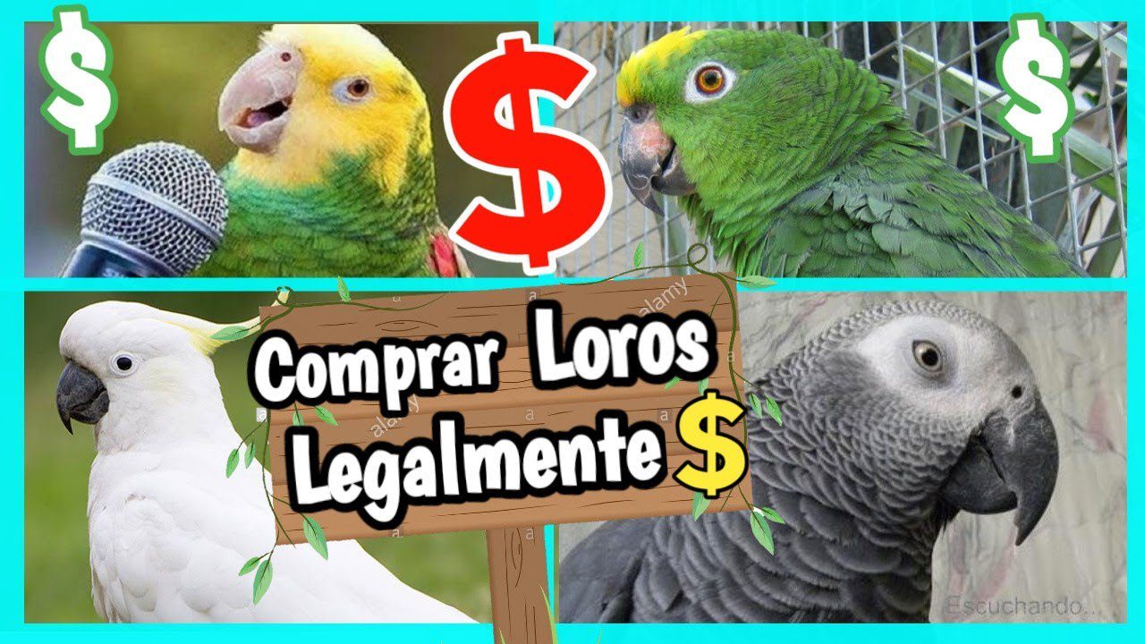 Guía para comprar un loro que habla