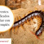 Interpretación de los sueños Soñar con ciempiés