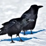 Interpretación de soñar con pájaro negro