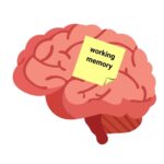 Optimización de la Memoria de Trabajo Verbal Enfoque Conciso