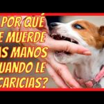 ¿Por qué mi perro me muerde?