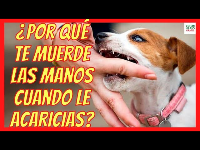 ¿Por qué mi perro me muerde?