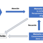 Por qué olvidamos lo que estudiamos