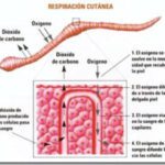 Respiración de la sanguijuela Descubriendo sus secretos