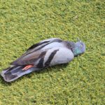 Significado de soñar con palomas muertas
