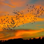 Sueños y plumas Conexión divina entre mundo onírico y aves