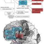Vínculo entre trastorno bipolar y estrés